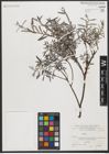 Foto von Salix L.
